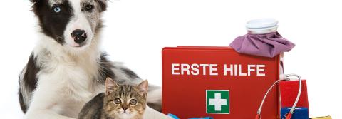 Tierkrankenversicherung - Gesundheit für Fellnasen
