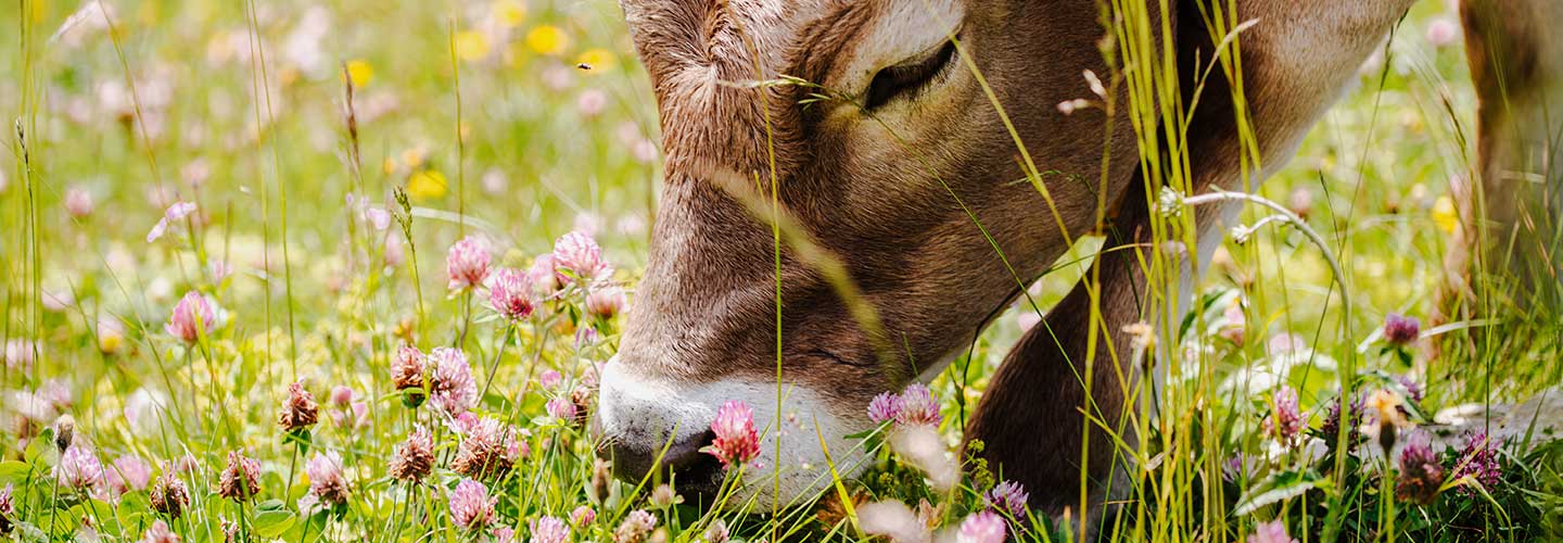 Versicherung von Nutztieren - Nutztiere richtig absichern